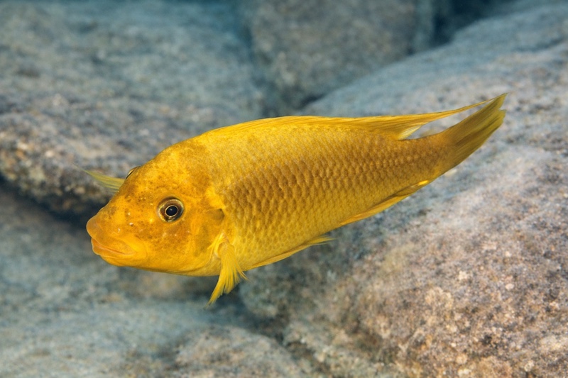 Petrochromis ephippium 'Mabilibili Bay'